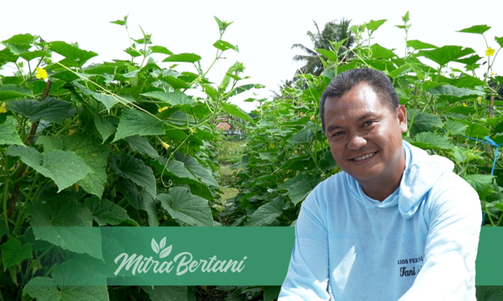 Teknik Budidaya Timun Baby Produktifitas Tinggi Panen 45 Kali Petik