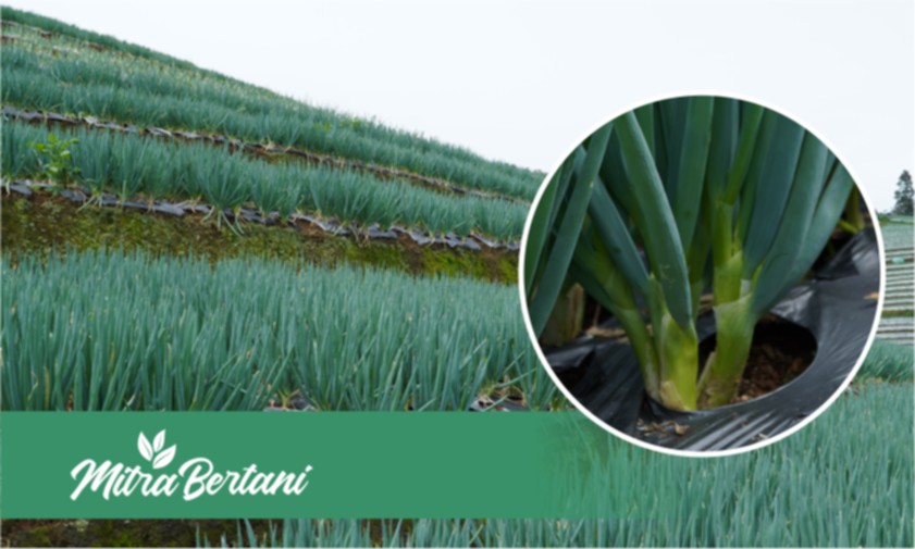 Dibalik Menjadi Bumbu Perasa, Ternyata Onclang Mudah dibudidayakan