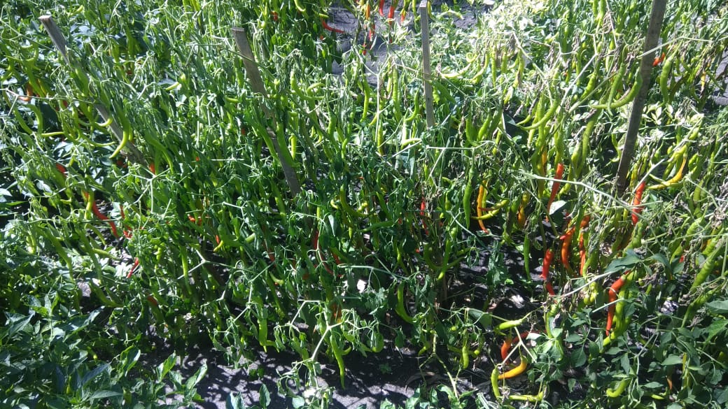 Fungsi-Fungsi Zat Pengatur Tumbuh