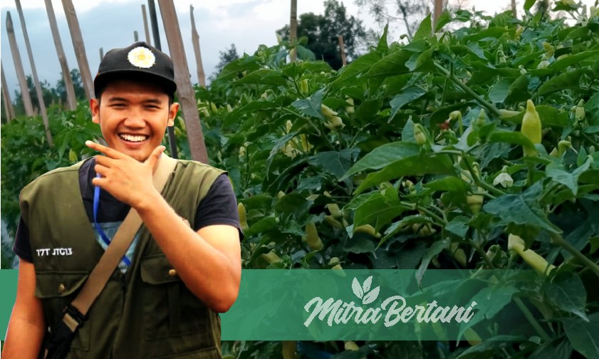 Kisah Sukses Petani Milenial Lulusan UGM, Meraup 70 Juta Rupiah Setiap Kali Petik