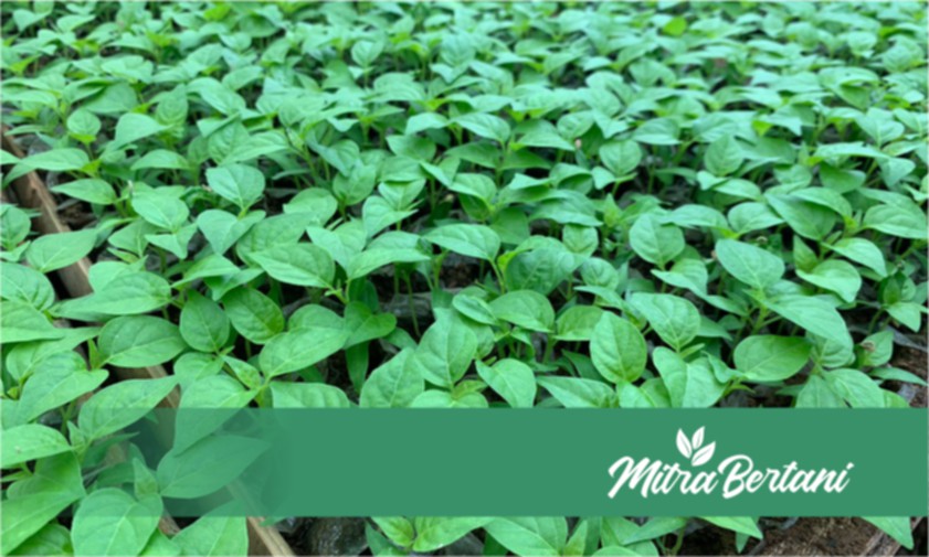 Pembuatan Media Semai sampai Pembibitan, 100% Tumbuh