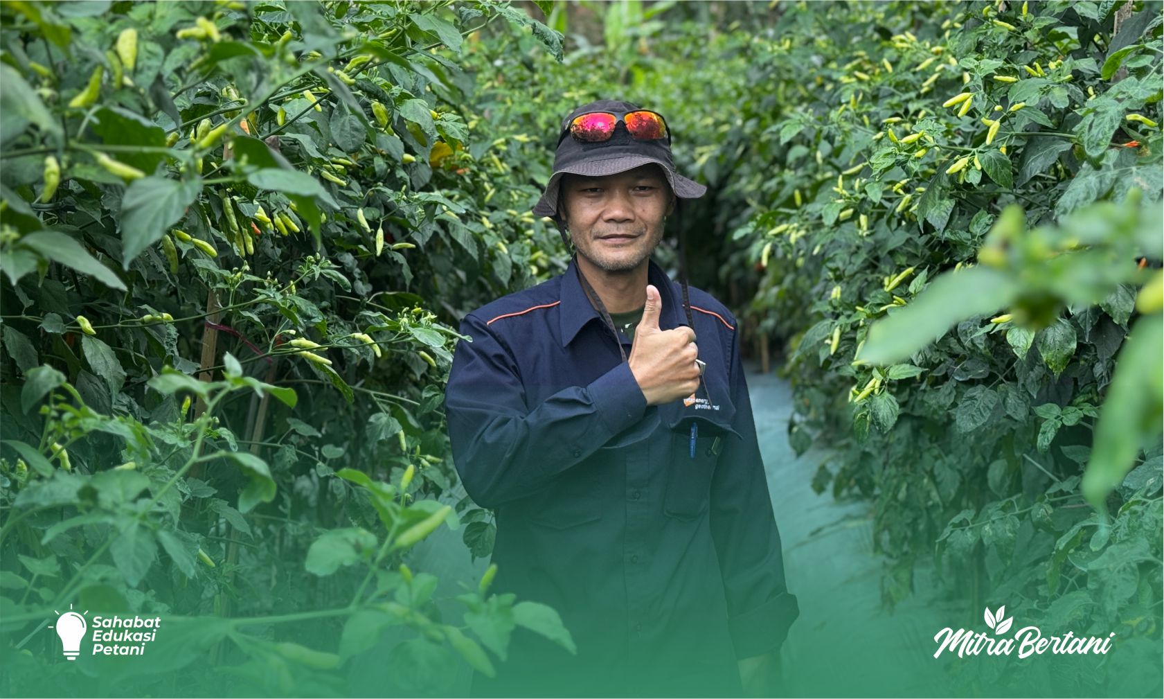 Budidaya Tanaman Cabai: Pembuktian Petani Pemula Tanam Cabai Mudah, Hasil Jelas Melimpah