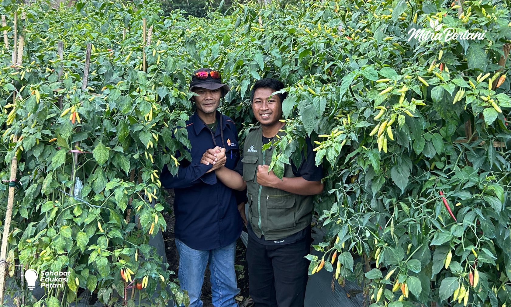 Review Metode Bertani ala Buku Mitra Bertani: Hemat Biaya, Hasil Melimpah