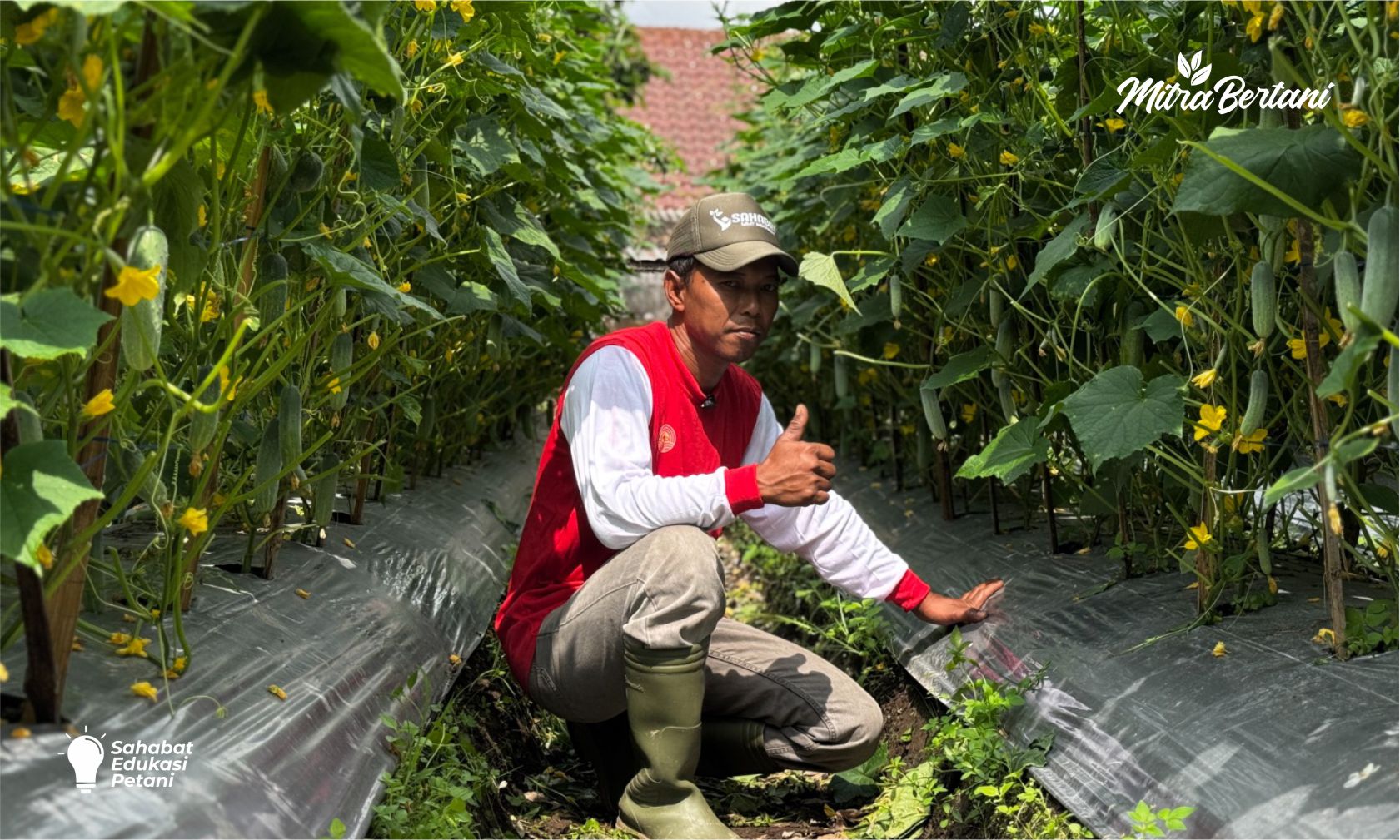 Kiat Sukses Budidaya Timun Baby Dari Persiapan Lahan hingga Perlakuan Sebelum Tanam