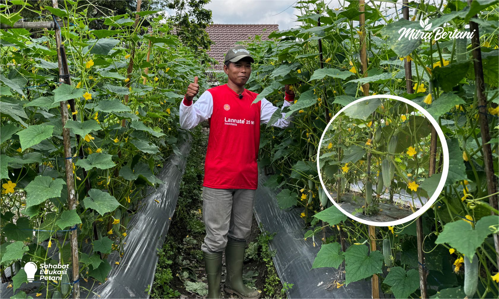 SOP Lengkap Budidaya Timun Baby Di Musim Kemarau Basah