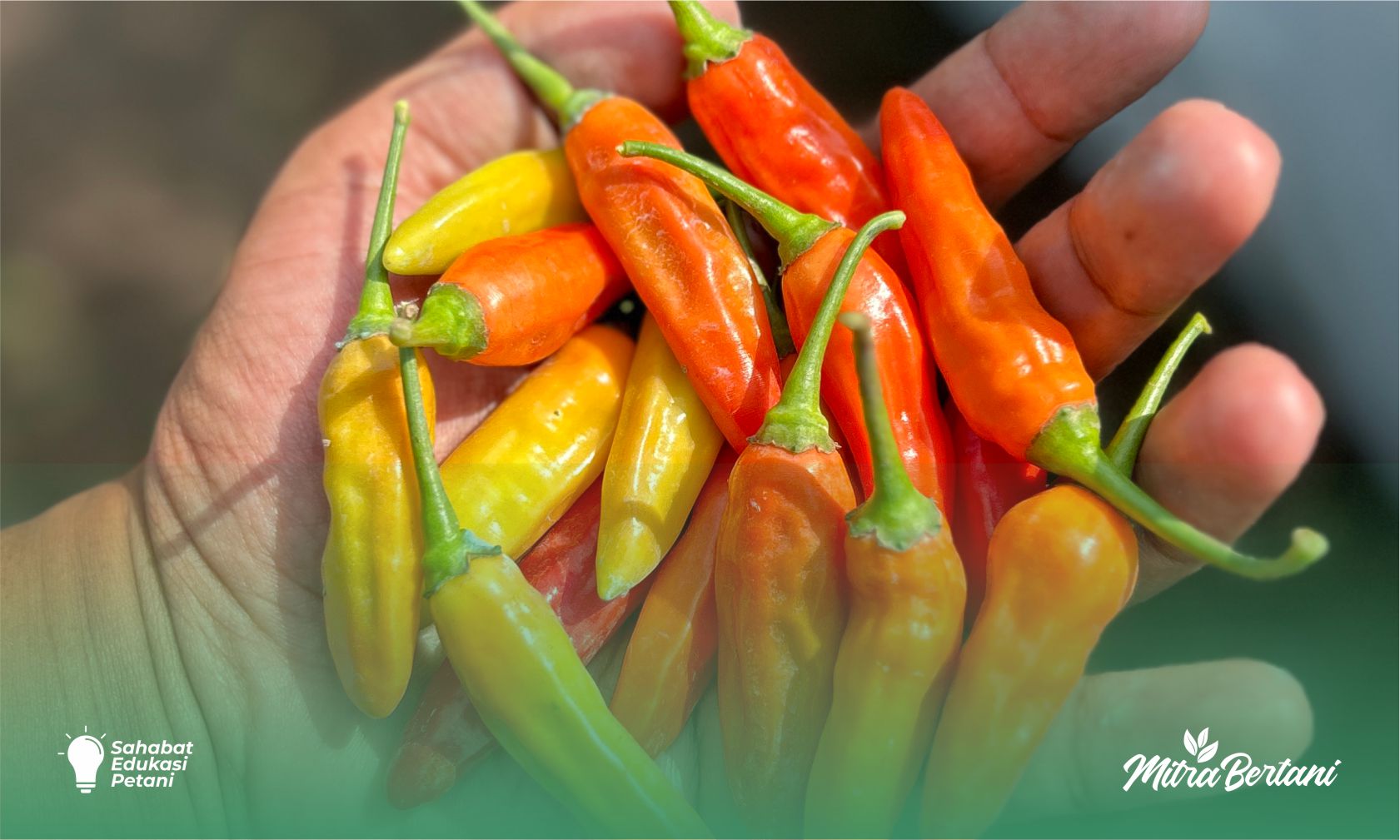 Benih Cabai Drone Tavi 56: Unggul dalam Kualitas dan Ketahanan Virus