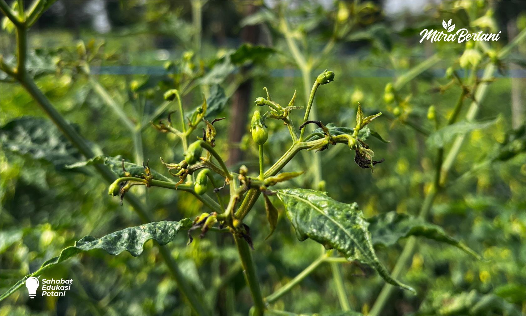 Bukan Sekadar Semprot: Cara Bijak Atasi Keriting Daun Cabai