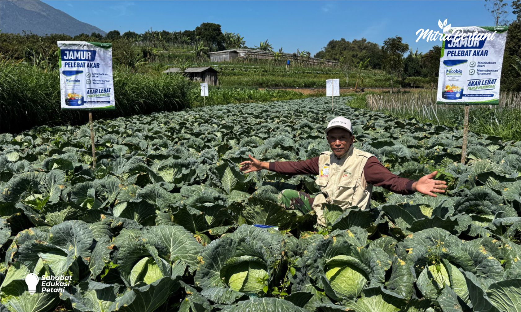 Budidaya Kobis:  Lebih Cepat Panen, Terhindar dari Akar Gada Pakai Micoriza Solusinya