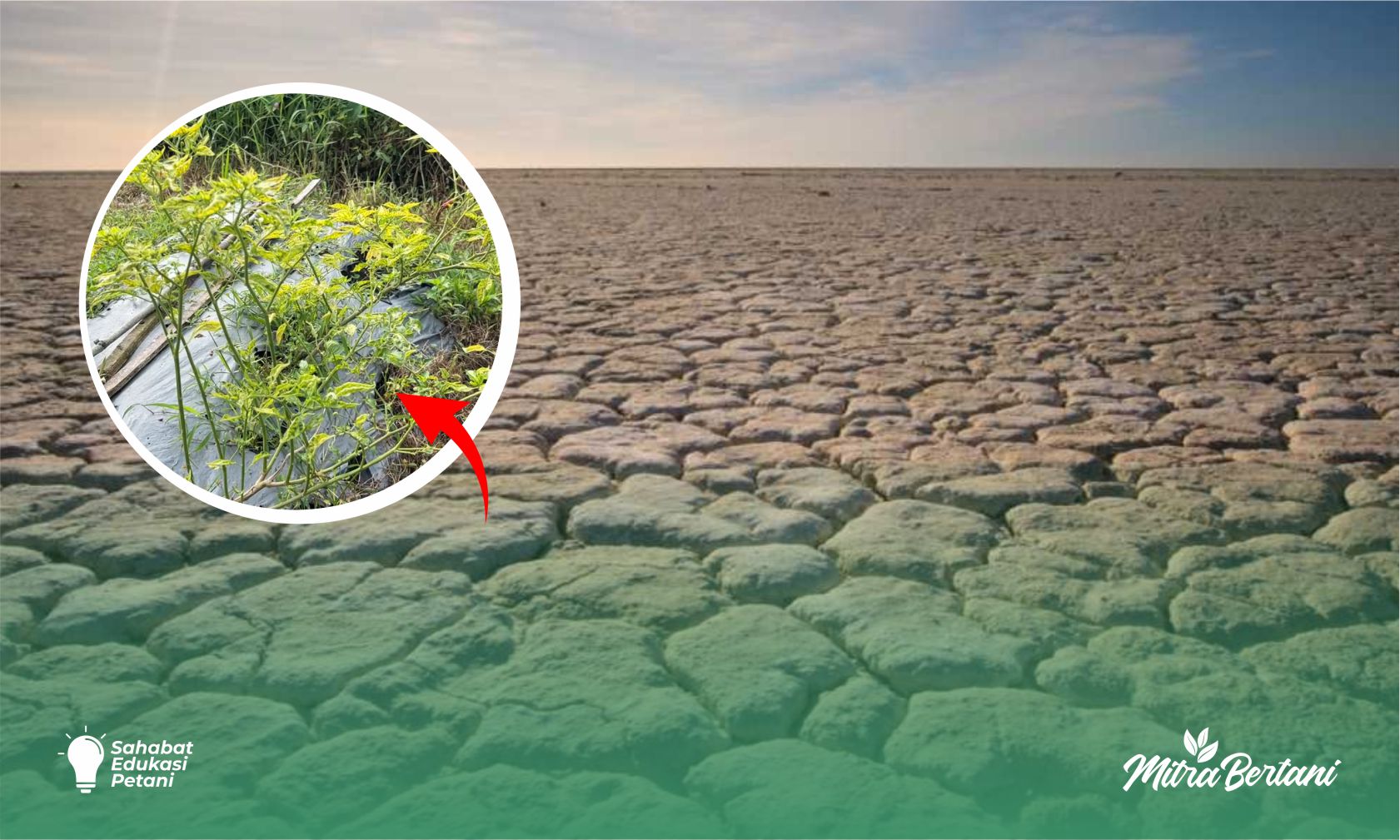 Waspada! Ini Ancaman Musim Kemarau bagi Petani Cabai