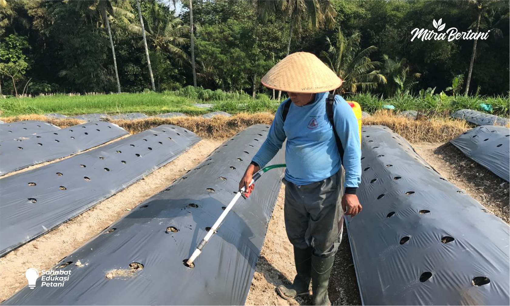 4 Cara Pemupukan Di Musim Penghujan 