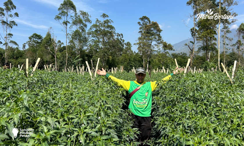 3 Cara Budidaya Cabai Merah Keriting di Musim Hujan
