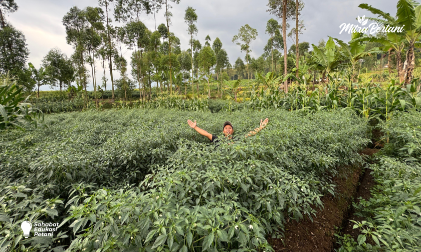 Harga Cabai Merah Keriting Melonjak! Begini Rahasia Budidaya CMK Minim Pengeluaran tapi Untung Besar