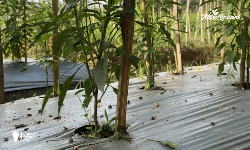 3 Cara Mencegah Kerontokan Bunga dan Buah di Musim Penghujan