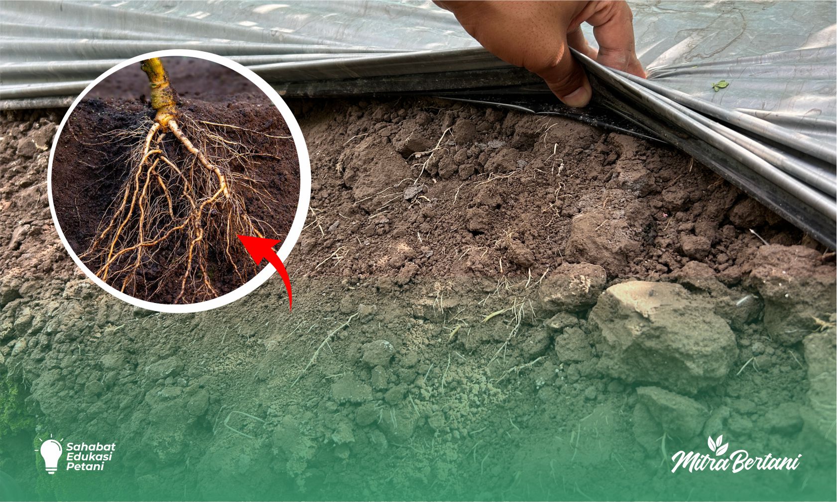 Mensiasati Kegagalan Budidaya Cabai di Musim Kemarau: Kunci Bertahan Saat Air Menipis