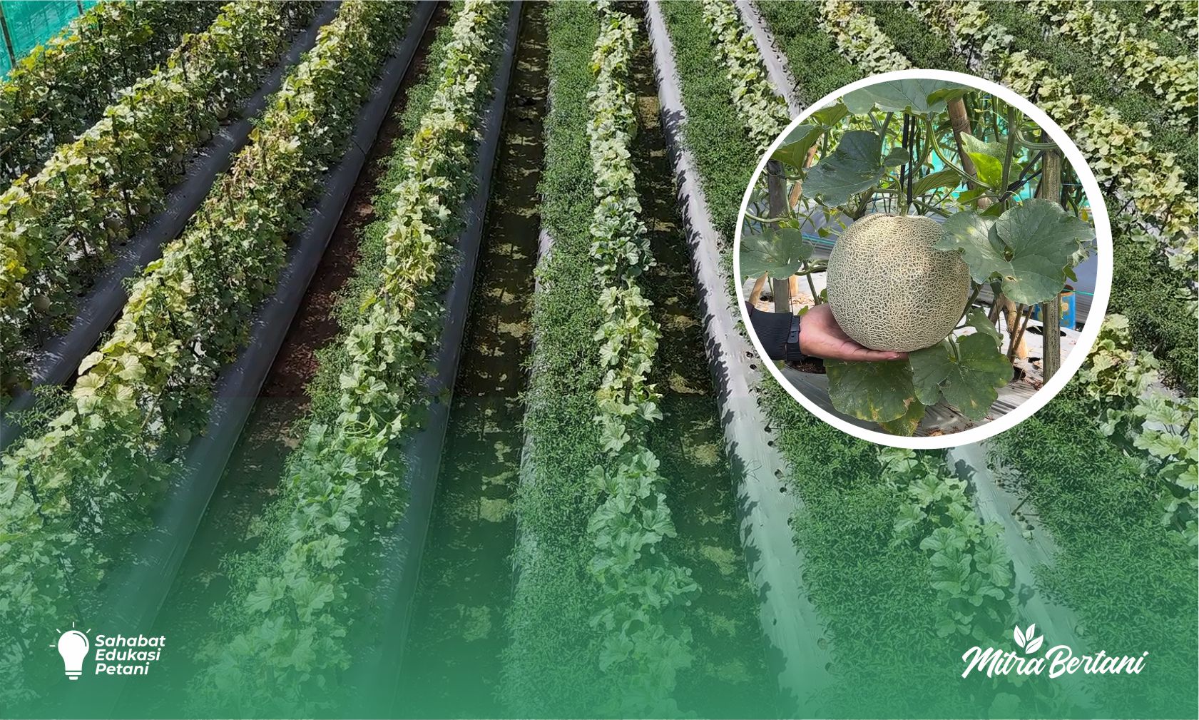 Perawatan Tumpangsari CMK & Melon : Strategi Menyatukan Dua Karakter Tanaman yang Bertolak Belakang