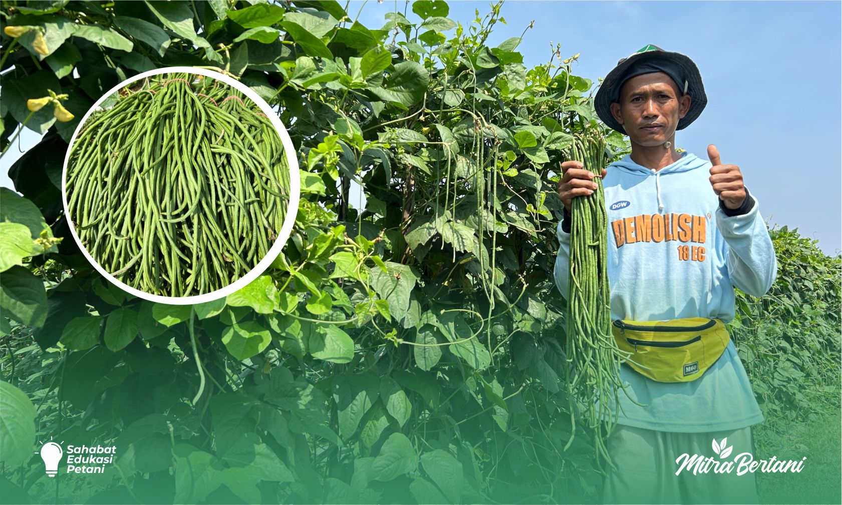 Tanpa Olah Lahan, Tetap Panen Melimpah: Rahasia Budidaya Kacang Panjang