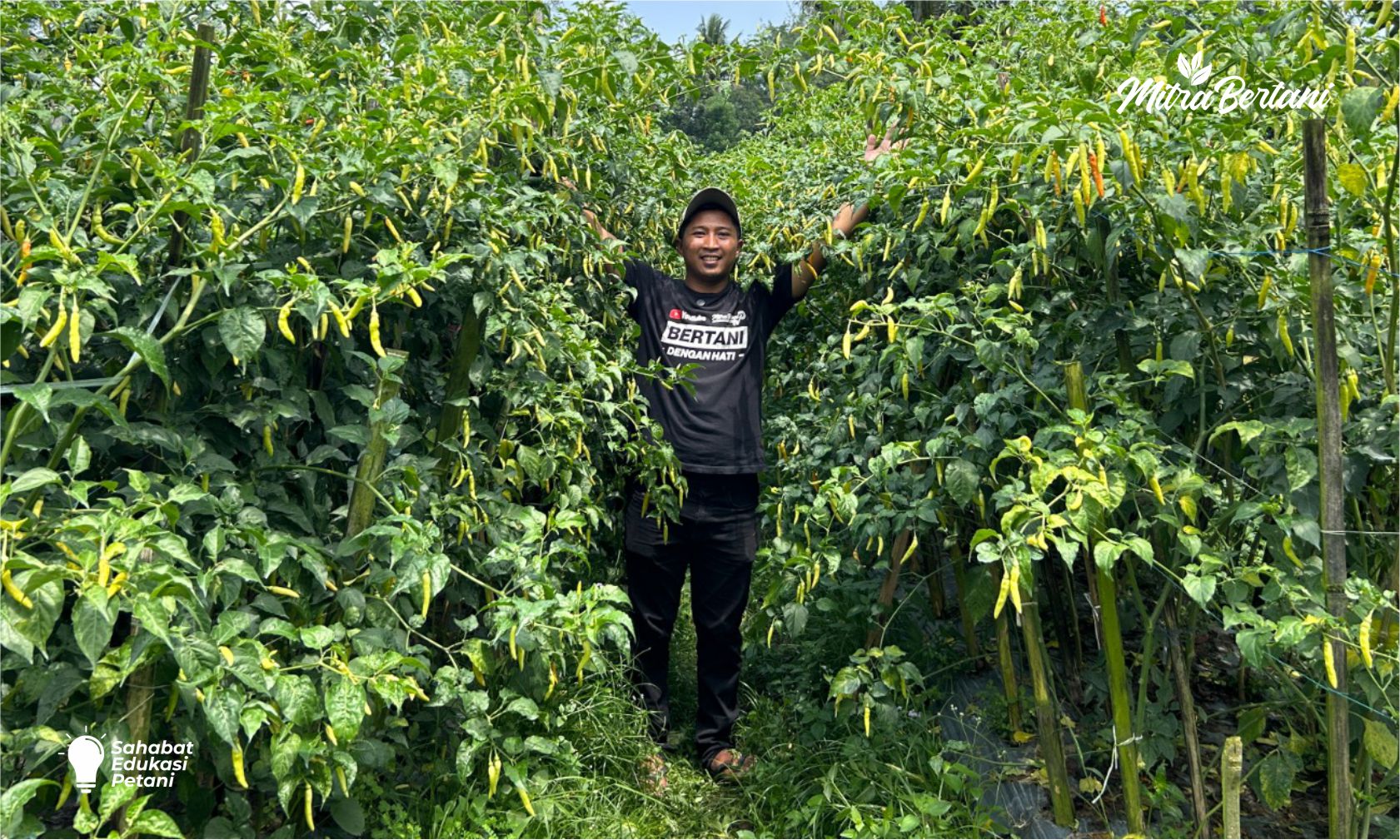 6 Hal yang Perlu Diantisipasi Saat Menanam Cabai Rawit Tahan Virus di Musim Hujan