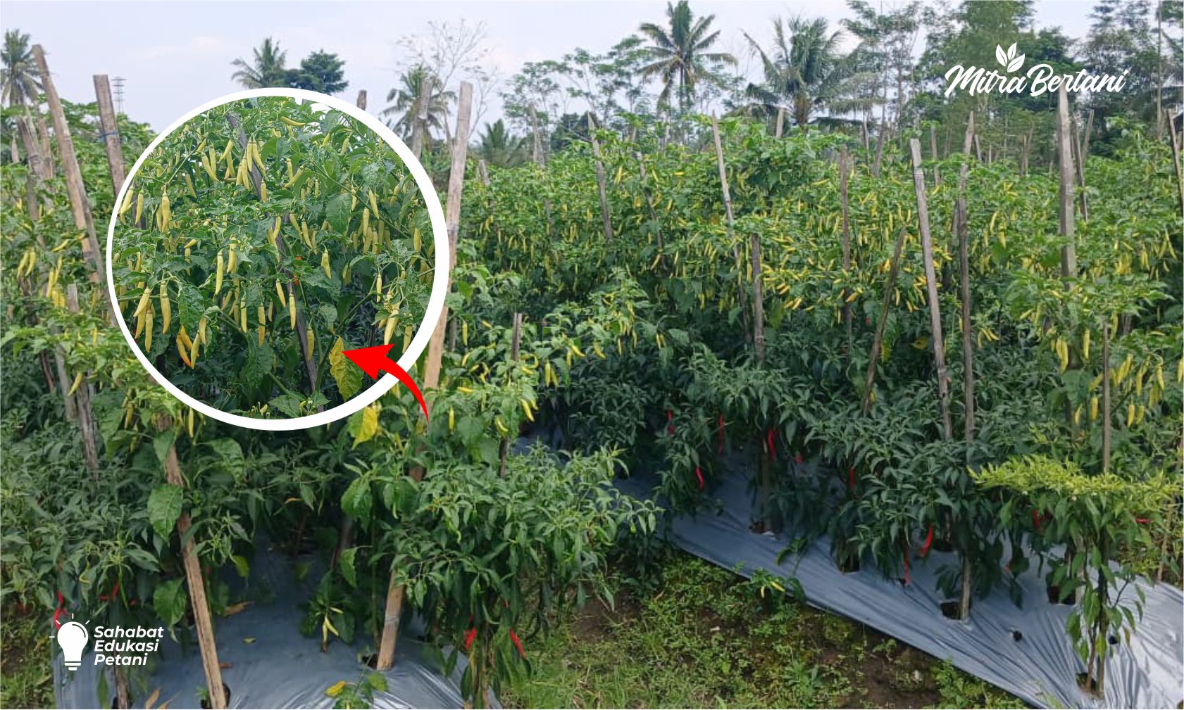 Cara Perawatan Cabai Super Irit: Hemat Biaya, Panen Istimewa 