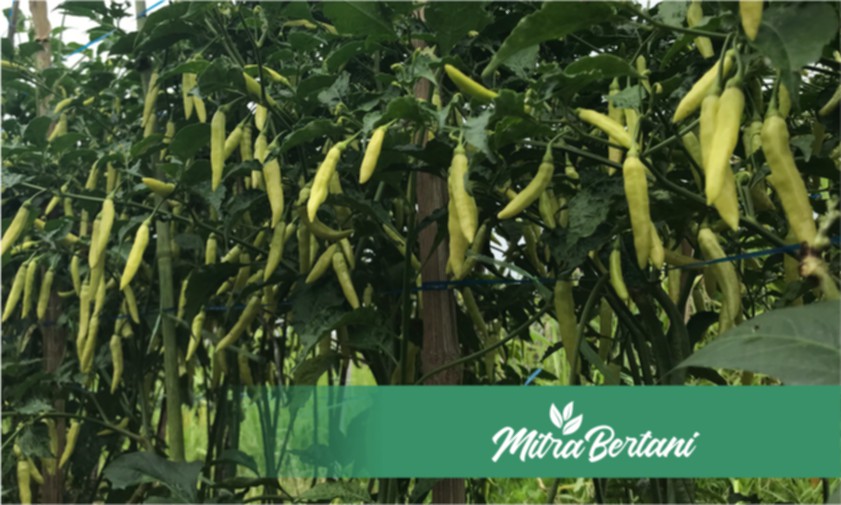 Pemilihan Varietas yang Tepat Merupakan Faktor Penentu Keberhasilan yang Tidak Bisa Diremehkan