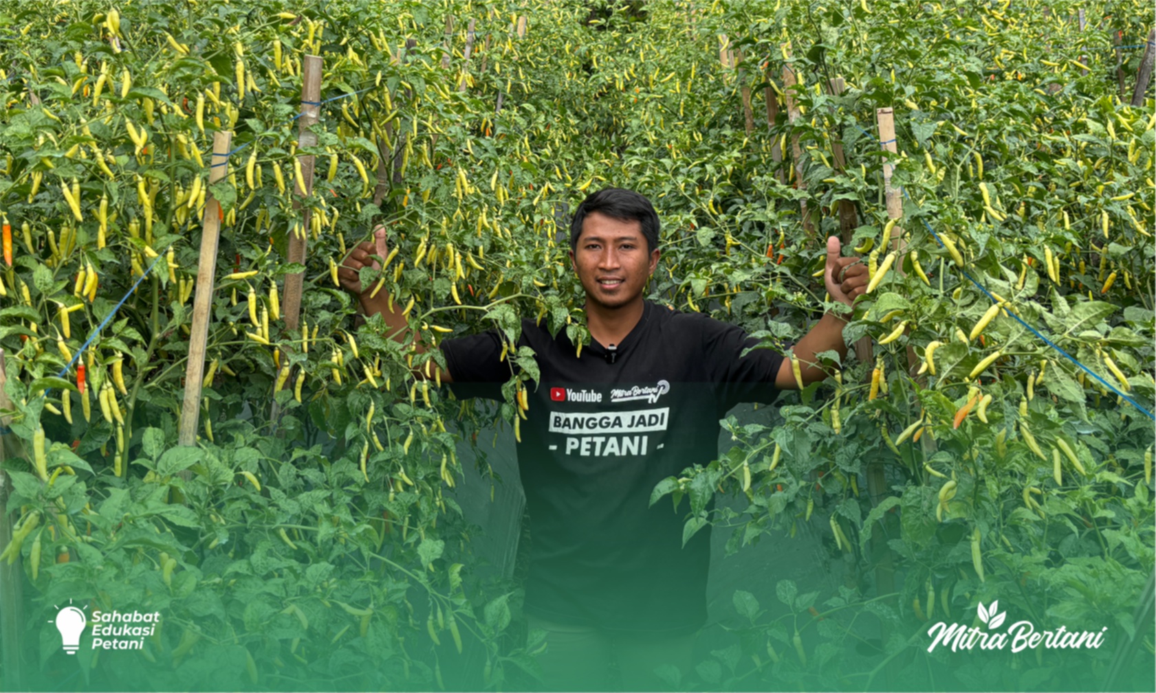 Budidaya Cabai : Hasil Perlakuan Rempel vs Toping Metode Mitra Bertani