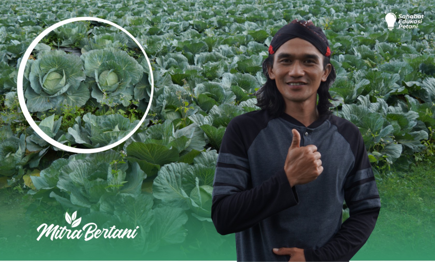 Budidaya Tanaman Kobis : Kunci Sukses Perawatan Mudah dan Murah Tanaman Kobis