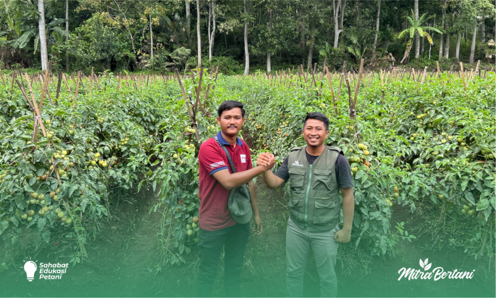 Budidaya Tomat : Perawatan Tepat Tanaman Tomat di Musim Hujan