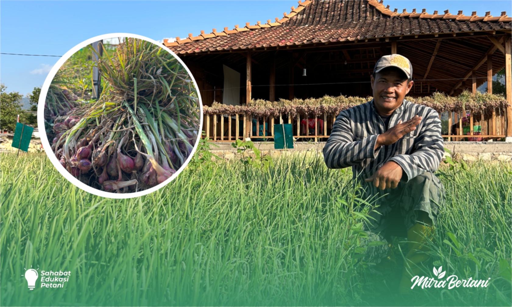 Budidaya Bawang Merah : Wujud Asli Pertanian Berkelanjutan,  Inovasi Multiple Cropping dan Agrowisat