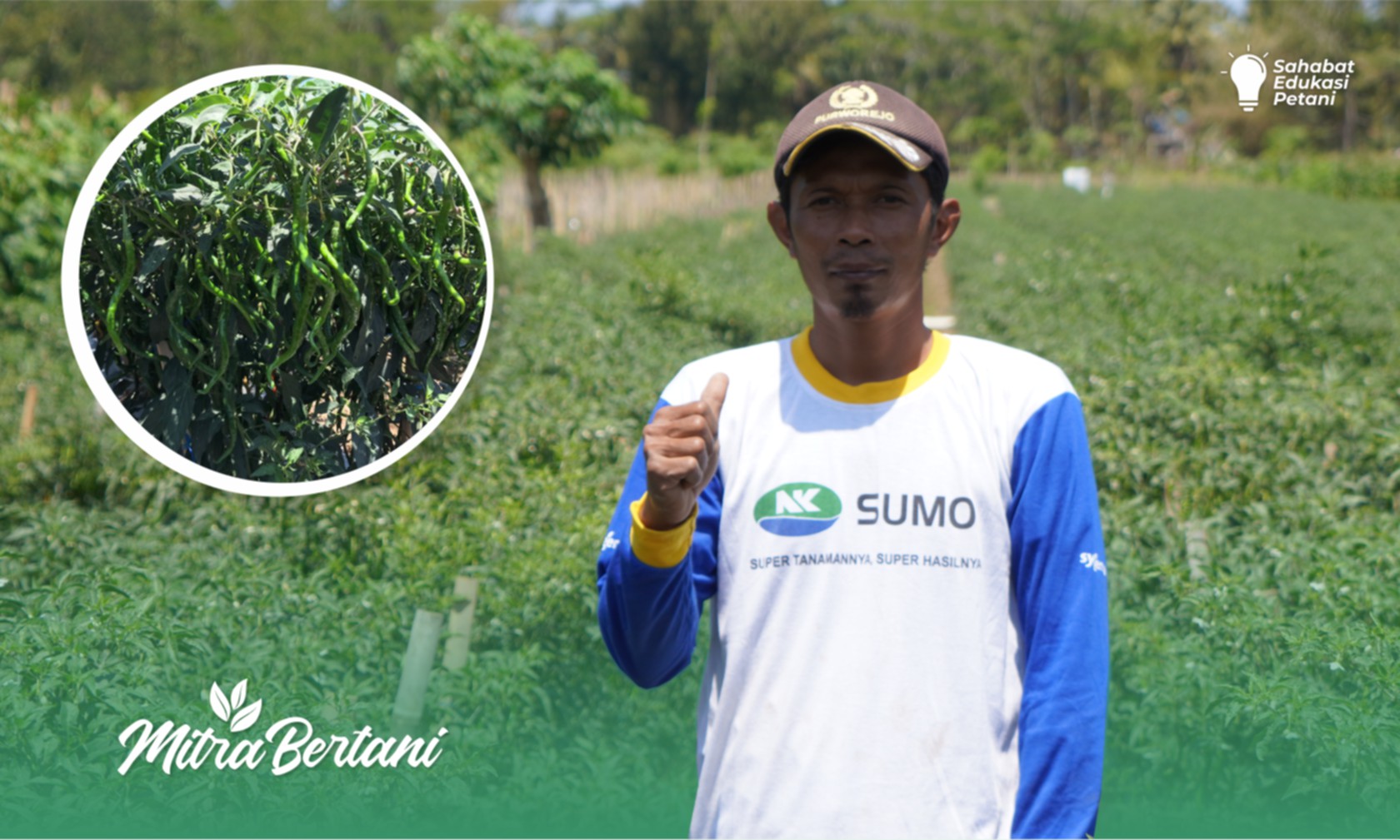 Budidaya Tanaman Cabai Keriting : "Super Wow" Tumbuh Istimewa di Lahan Berpasir