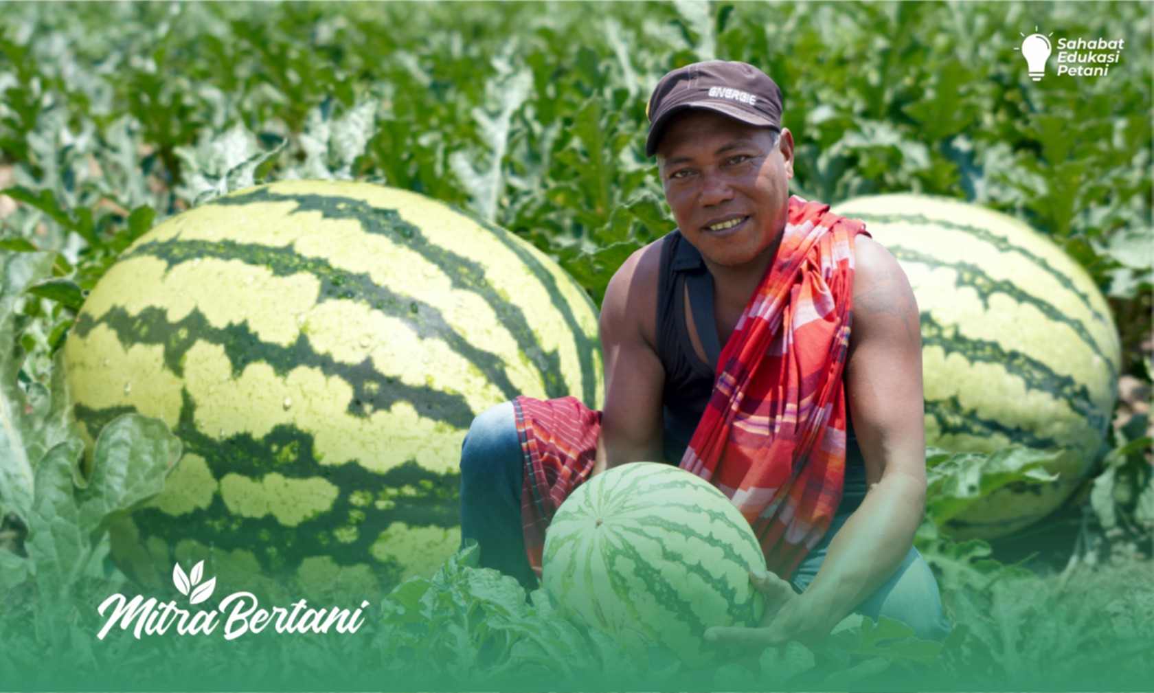 Budidaya Tanaman Semangka : Calon Varietas Semangka Masa Depan Petani.
