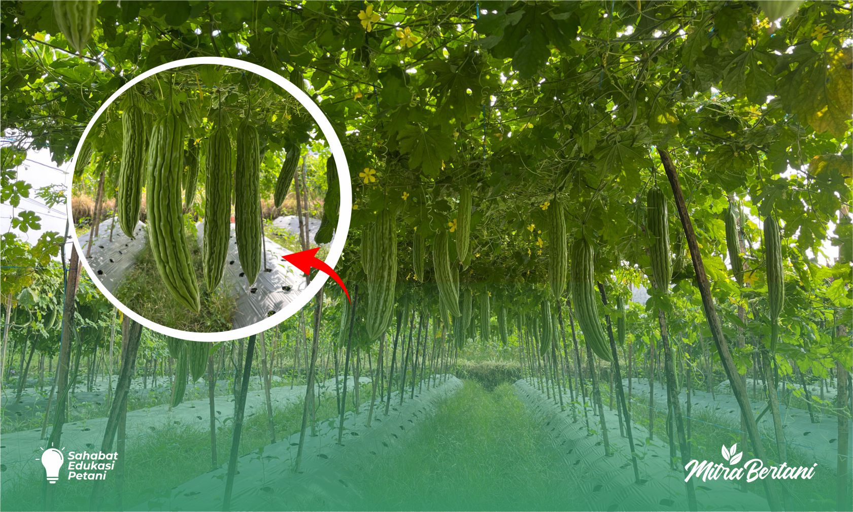 Budidaya Pare Tanpa Gagal: Kiat Sukses dari Pemilihan Benih hingga Panen