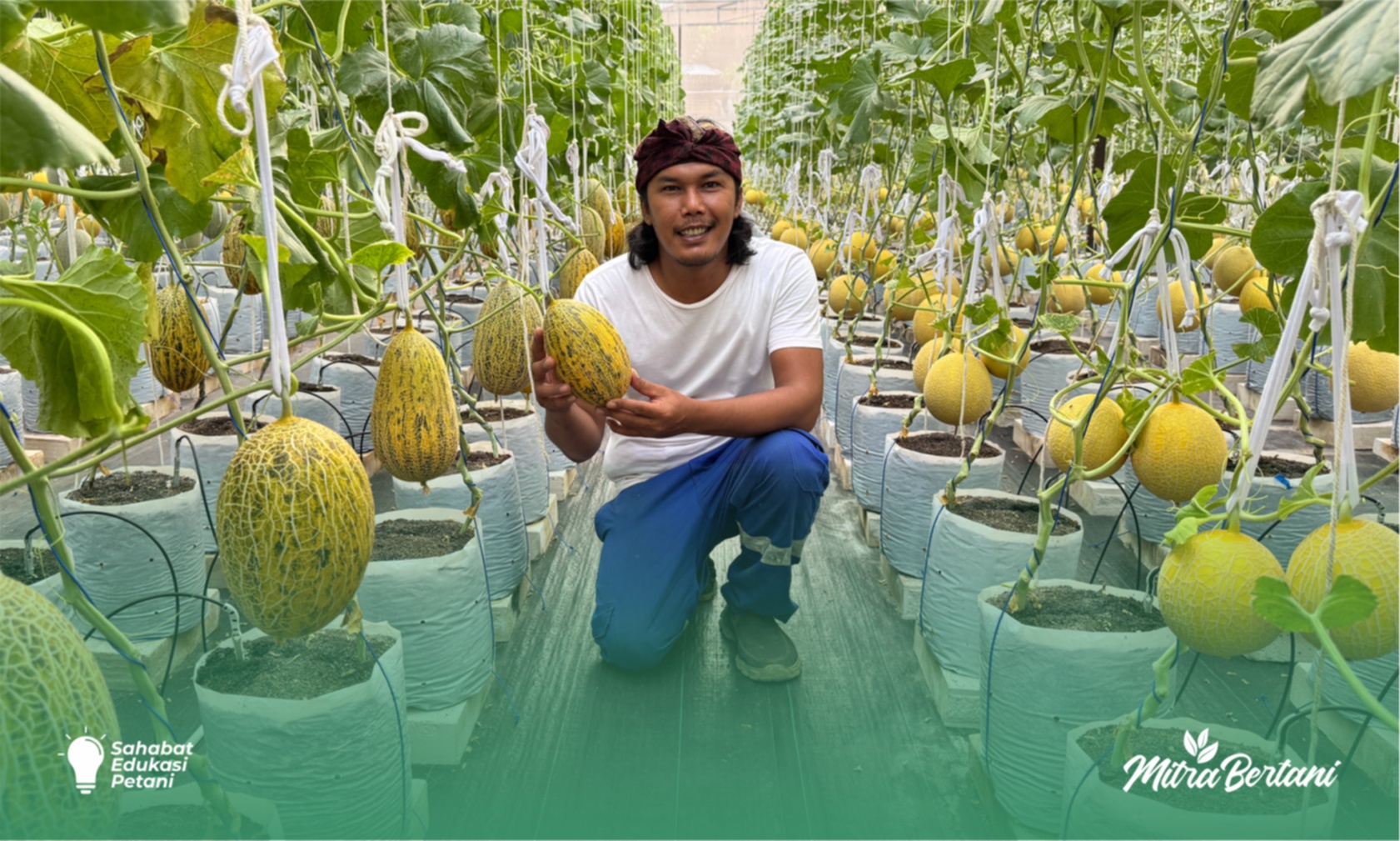 Budidaya Melon : Tanam di Greenhouse Satu Musim Tanam Bisa Balik Modal