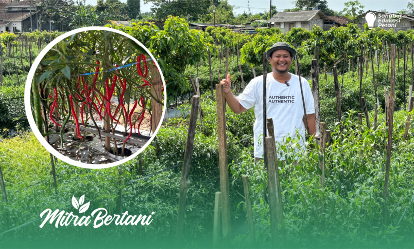 Budidaya Cabai Keriting : Tumbuh Sehat Buah Maksimal dan Rimbun Layaknya Kebuh Teh