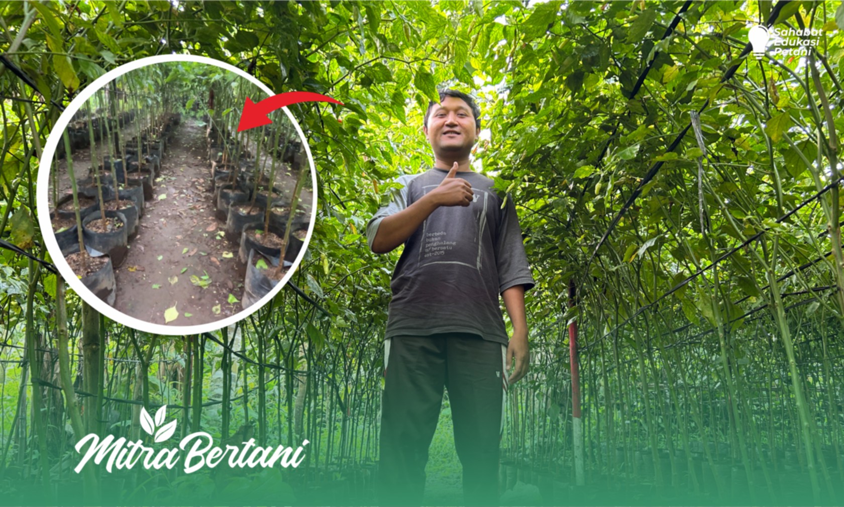 Budidaya Cabai Polybag : Umur 7 Bulan Masih Berbuah Maksimal