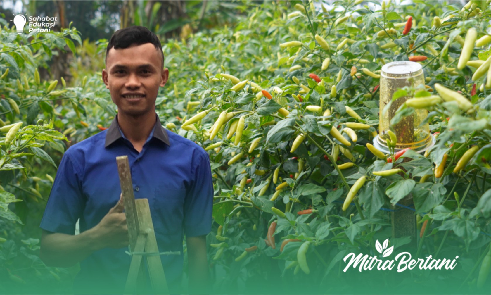 Budidaya Cabai : Trik Menjaga Produktivitas Pasca Terkena Virus Kuning