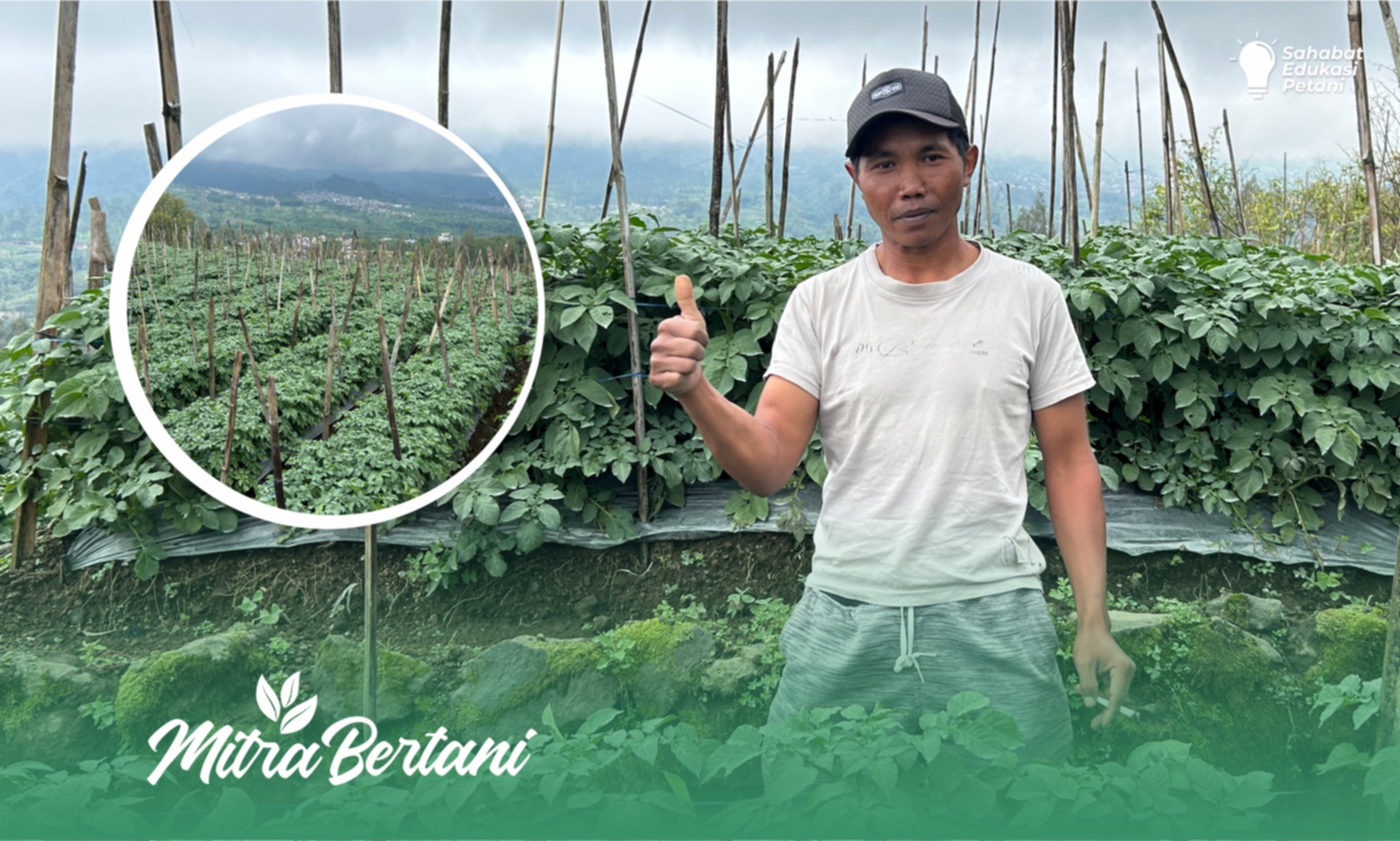 Budidaya Kentang : Kiat Sukses Menumbuhkan Tanaman Sehat dan Optimal