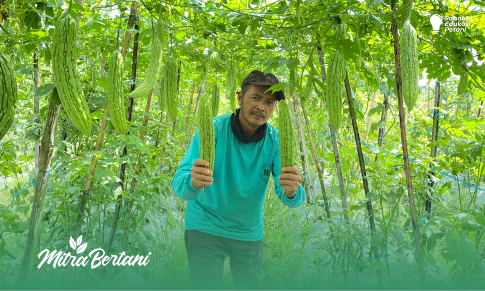Budidaya Paria : Varietas dan Nutrisi Tepat adalah Kunci Sukses Budidaya