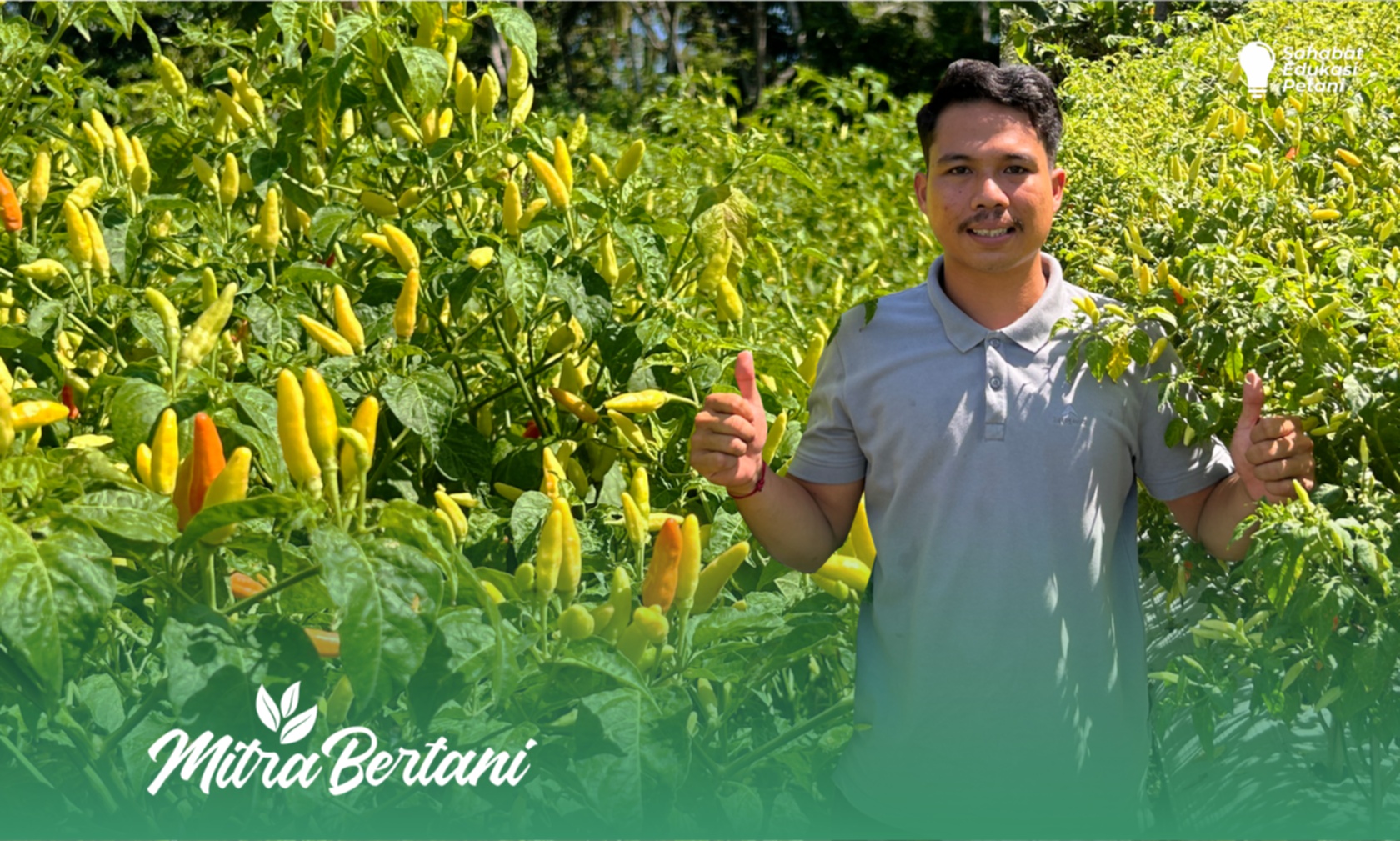Budidaya Cabai : Pemanfaatan Tanaman Kemangi sebagai Pencegahan Lalat Buah