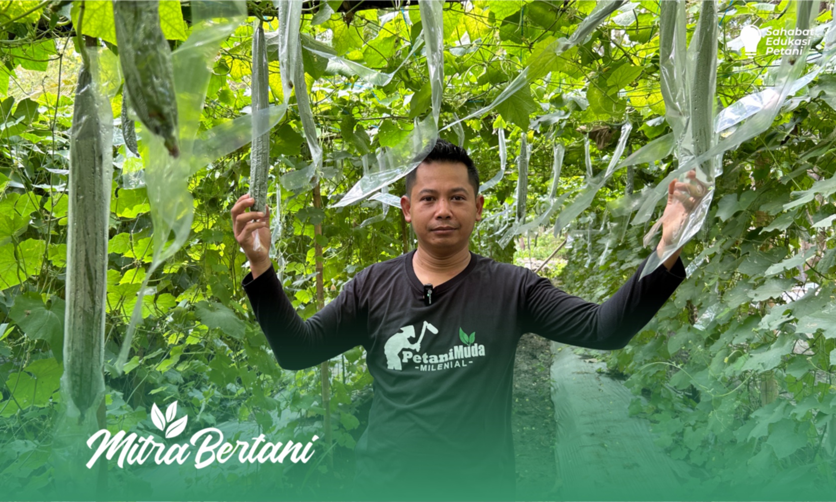 Budidaya Onyong : Rekor oleh Petani Senior, Petikan Mencapai 400 kg