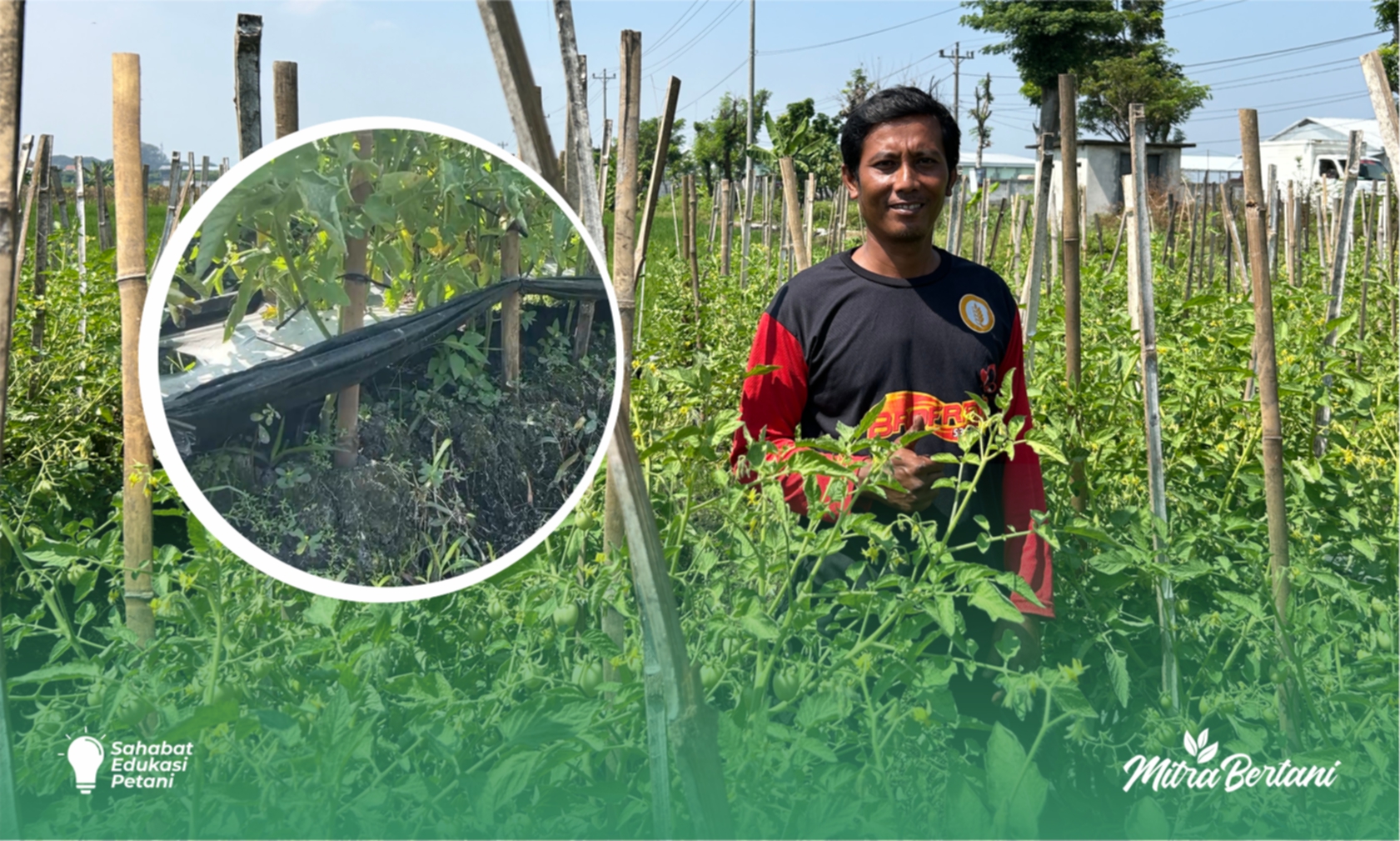 Budidaya Tanaman Tomat : Cara Ampuh Usir Tikus, Hasil Panen Tak Lagi Minus
