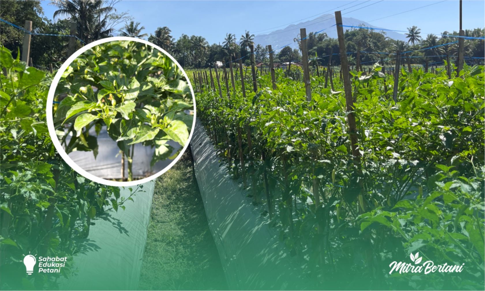 Budidaya Cabai : Mengelola Lahan Endemik Virus untuk Budidaya Cabai yang Produktif