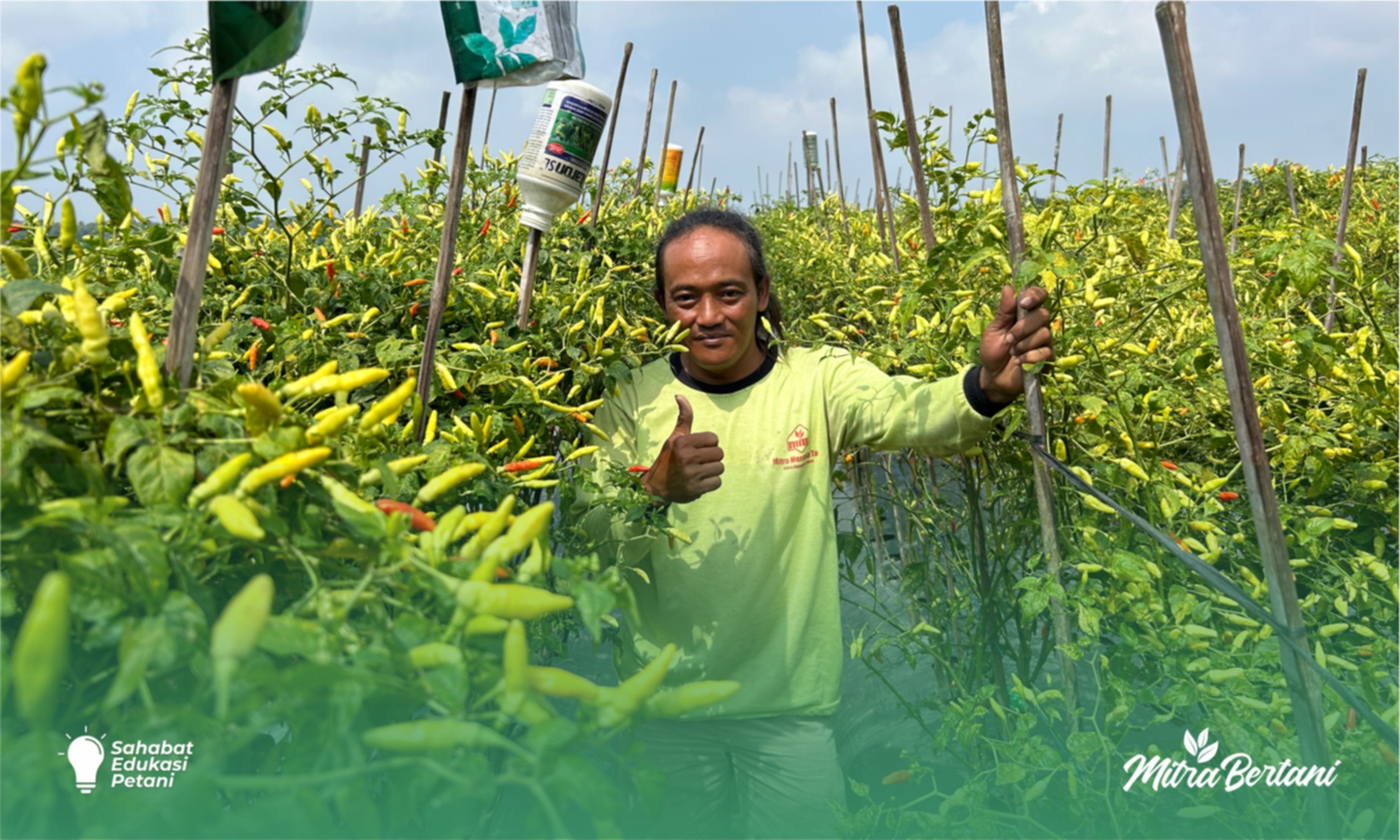 Budidaya Cabai : Cara Pemulihan Cabai Pasca Serangan Antraknosa 