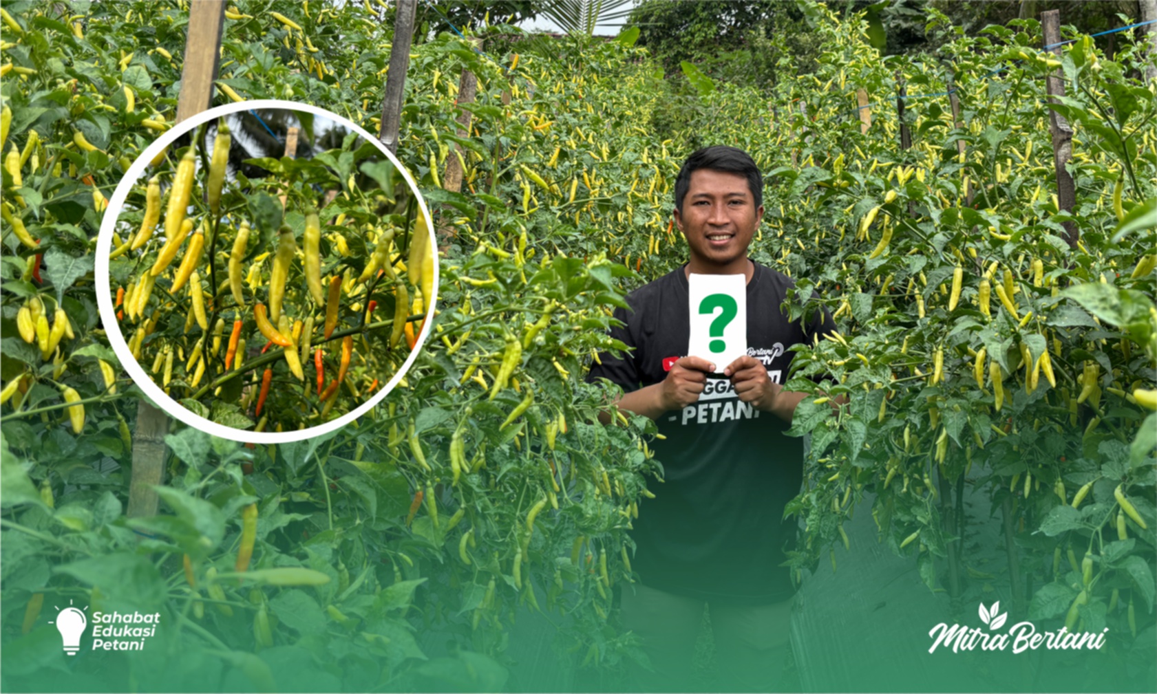 Budidaya Cabai : Peran Signifikan Trichoderma Dapat Menekan Patogen Penyakit