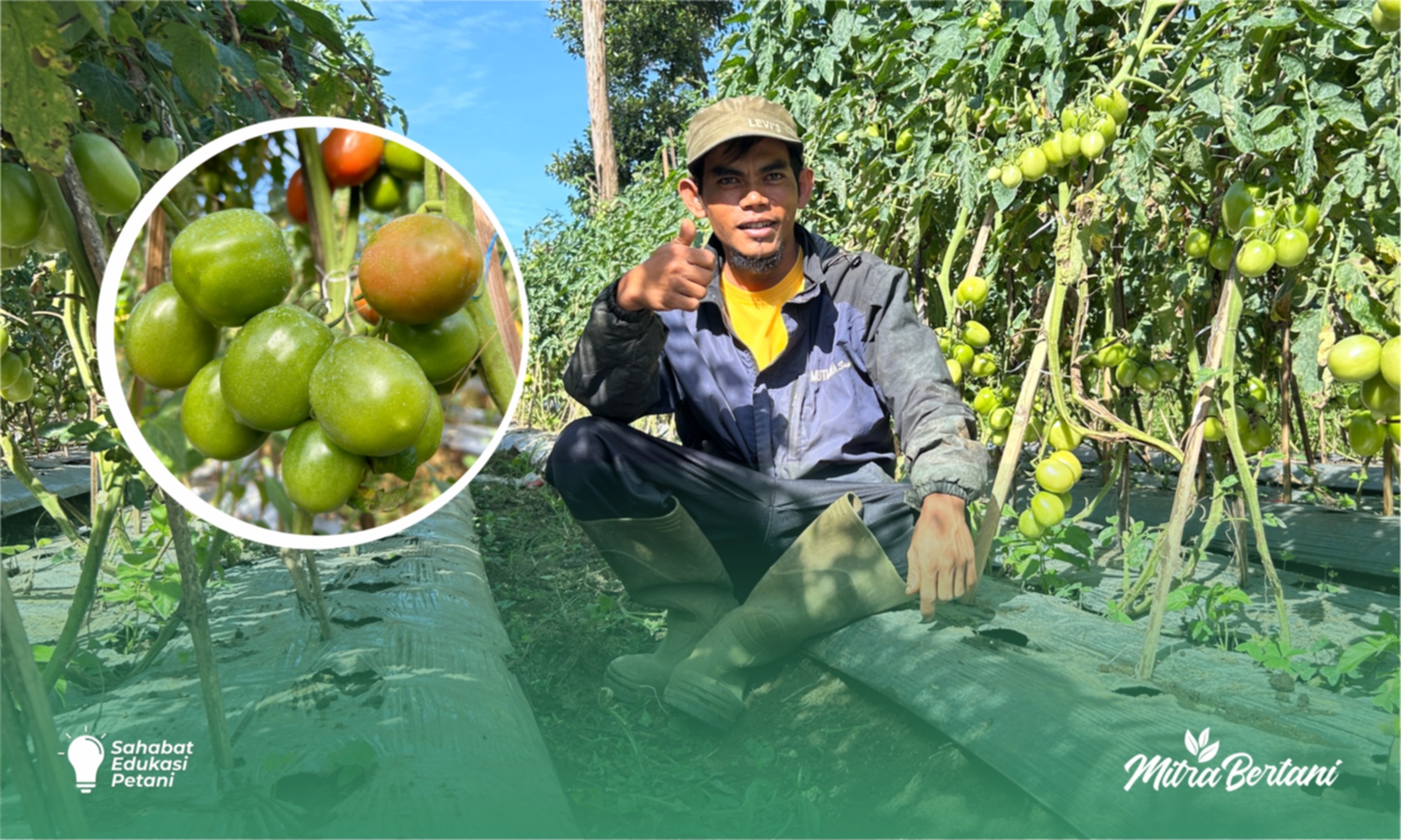 Budidaya Tomat : Metode Sederhana yang Efektif Menghemat Tenaga & Biaya