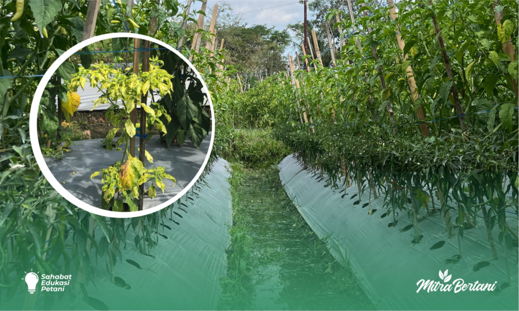 Benih Cabai Tahan Virus: Apakah Benar 100% Tahan terhadap Virus Kuning?