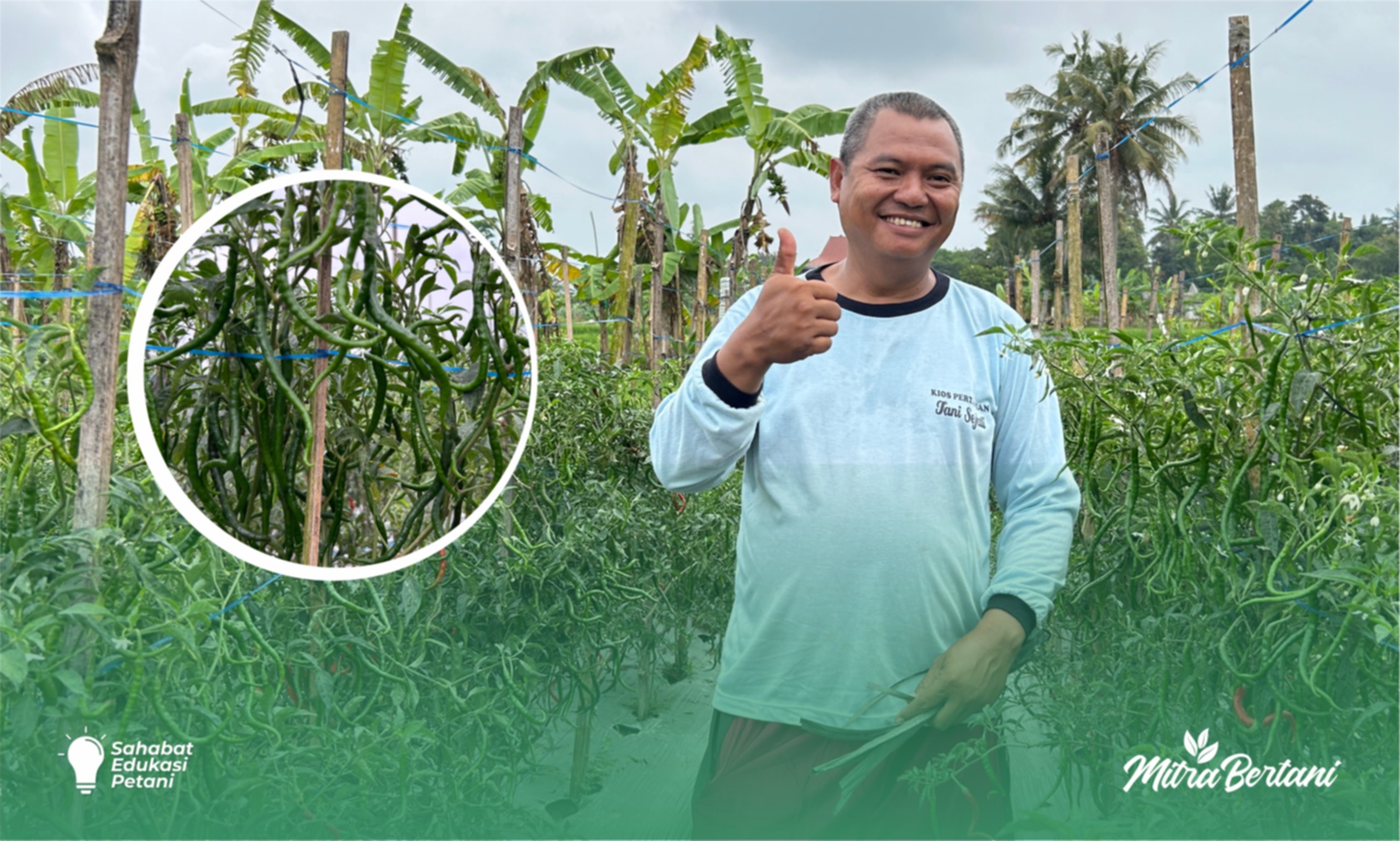 Budidaya Cabai Keriting : Usia 6 Bulan Masih Produktif dan Lebat 