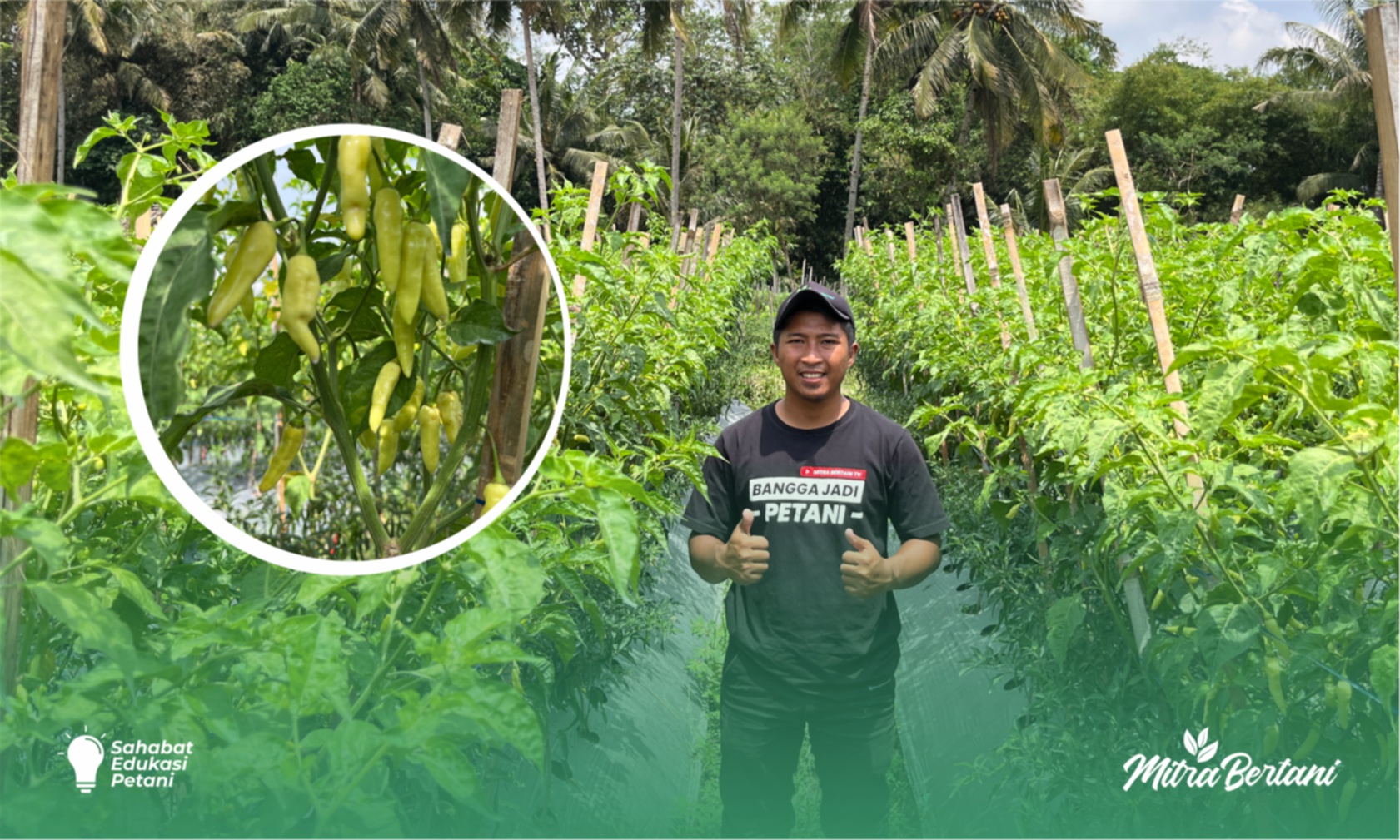 Budidaya Cabai : Bertahan Baik ditengah Hamparan Virus Kuning