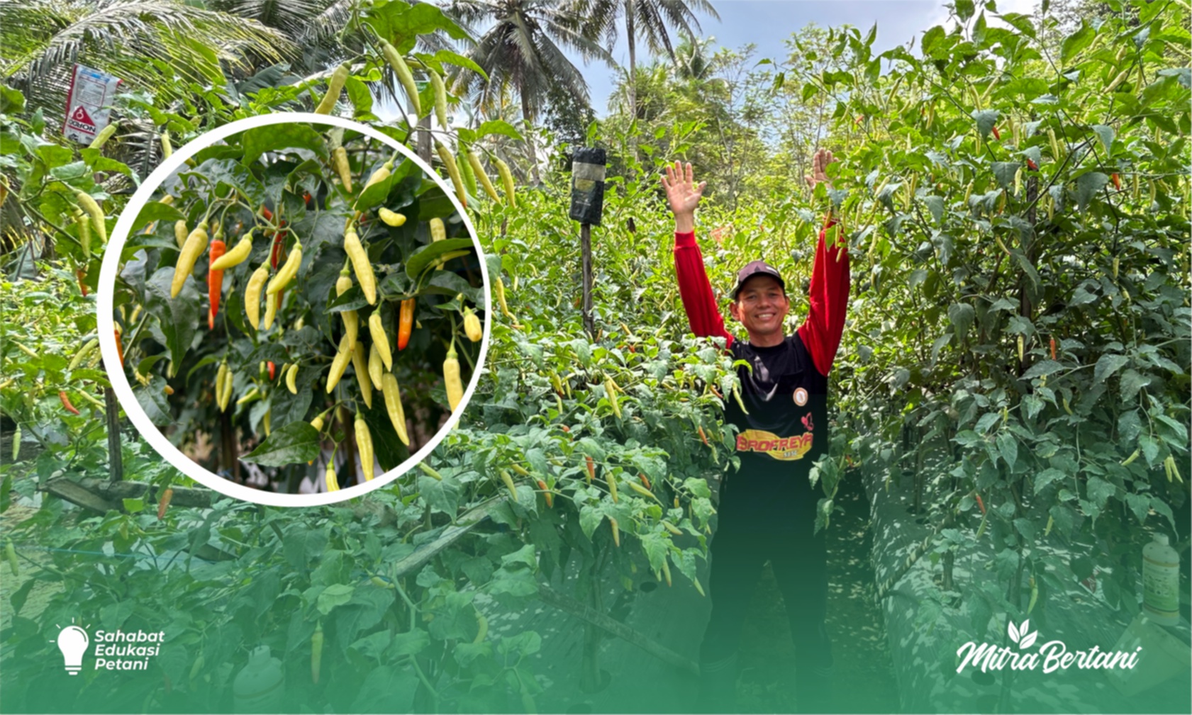 Budidaya Cabai : Sehat Adalah Kunci, Menjaga Lebih Baik daripada Mengobati