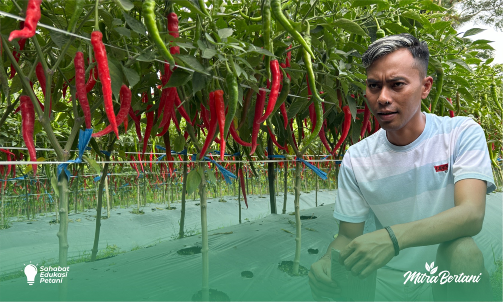 Budidaya Cabai : Perjuangan Budidaya Cabai Merah Keriting di Tengah Harga yang Menurun