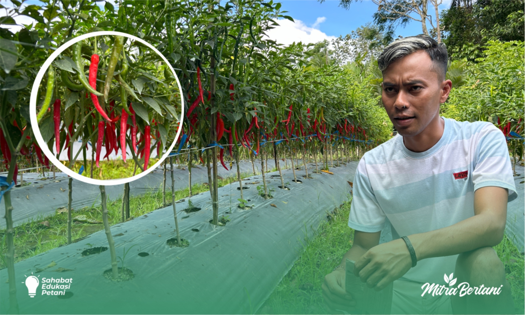 Budidaya Cabai : Cara Bertahan dari Gempuran Lalat Buah