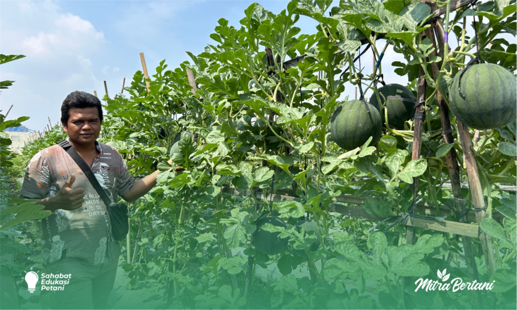 Budidaya Semangka : Inovasi Tanam Gantung Membuahkan Hasil Manis
